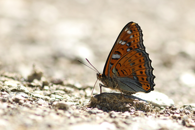 Grote Ysvogelvlinder