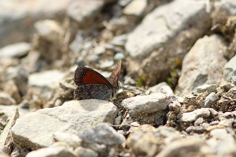 Zwitserse Glanserebia