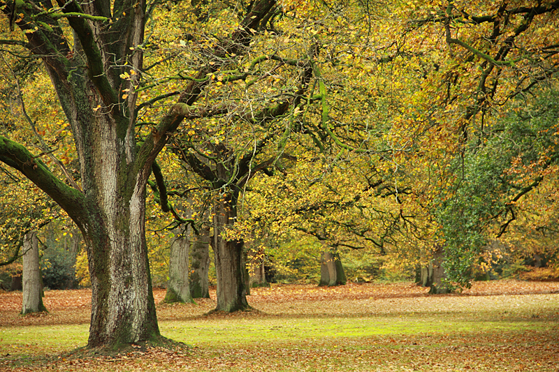 Herfst
