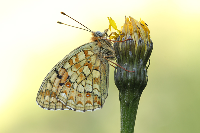 Duinparelmoervlinder