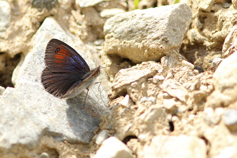 Zwitserse Glanserebia