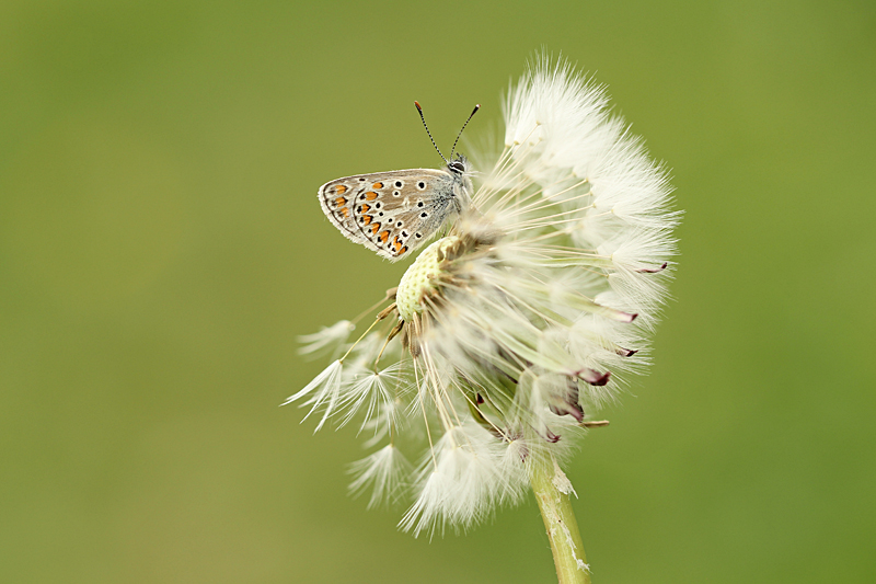Bruin Blauwtje