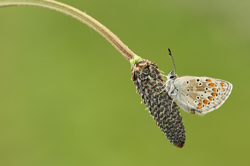 Bruin Blauwtje