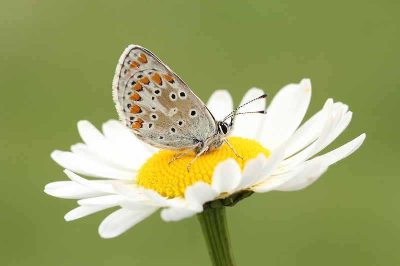 Bruin Blauwtje