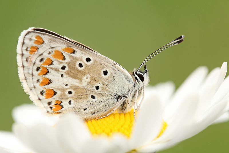 Bruin Blauwtje