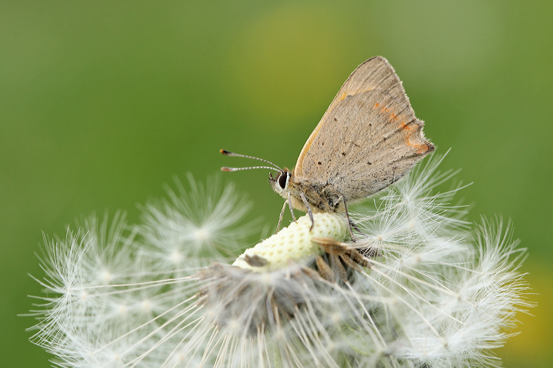 Kleine Vuurvlinder