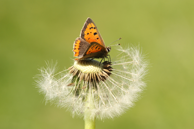 Kleine Vuurvlinder