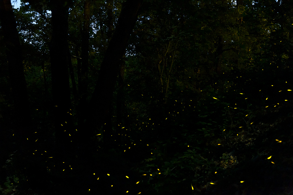 Vuurvliegjes - fireflies
