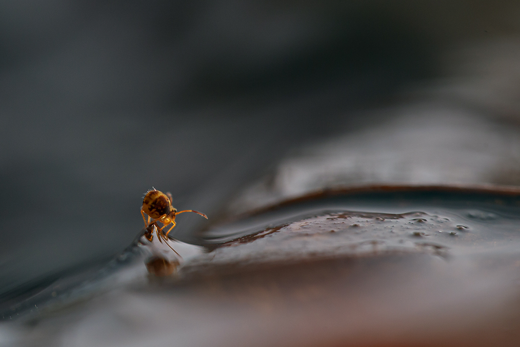 Springstaartje - springtail- Collembola