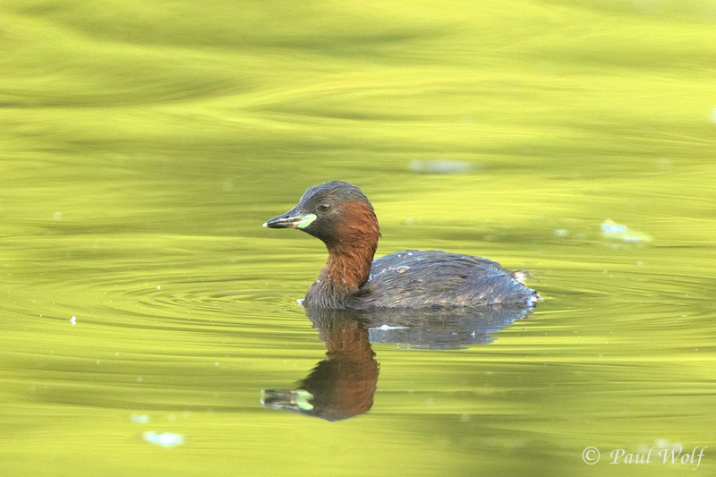 Little Grebe - Tachybaptus ruficollis