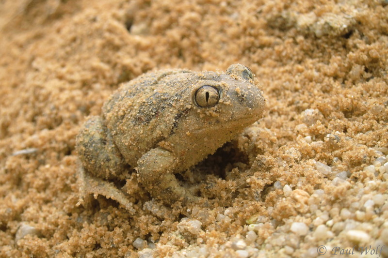 Amphibia