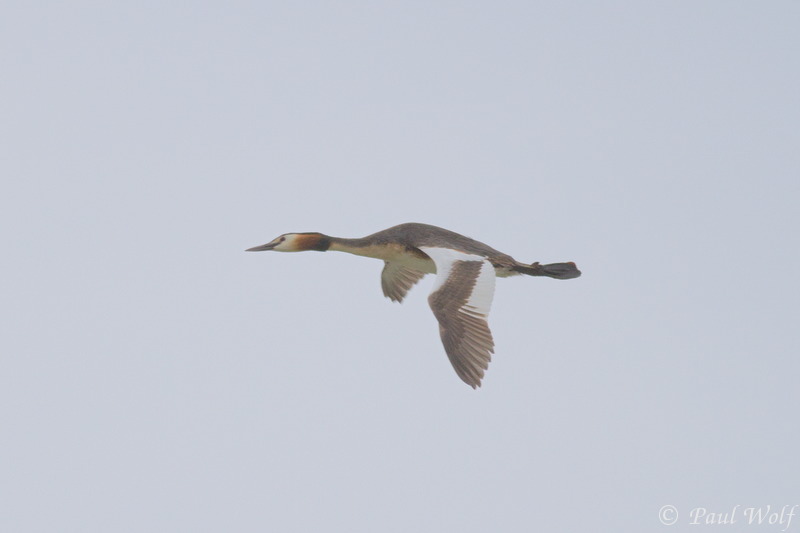 Great Crested Grebe - Podiceps cristatus