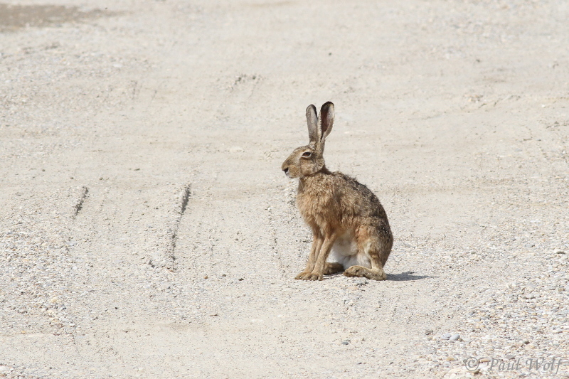 European Hare - Lepus europaeus