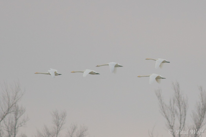 Bewick's Swan - Cygnus columbianus
