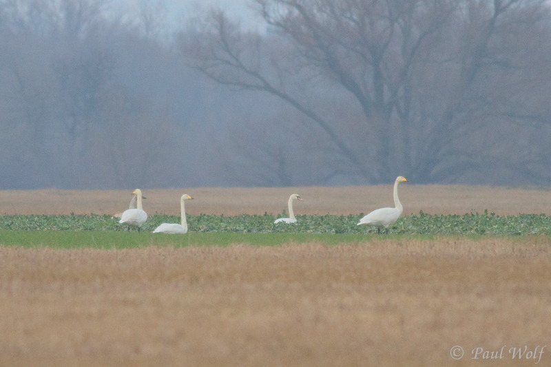 Whooper Swan - Cygnus cygnus