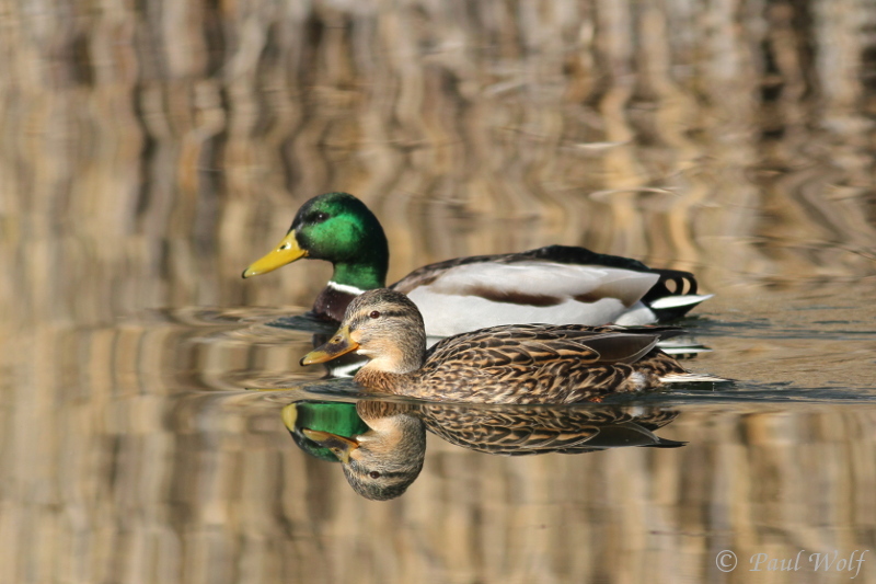 Mallard - Anas platyrhynchos