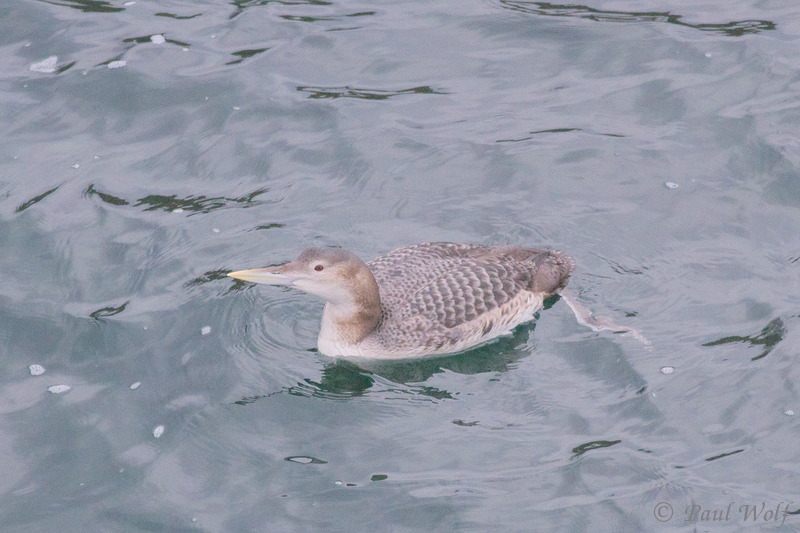 White-billed Diver - Gavia adamsii