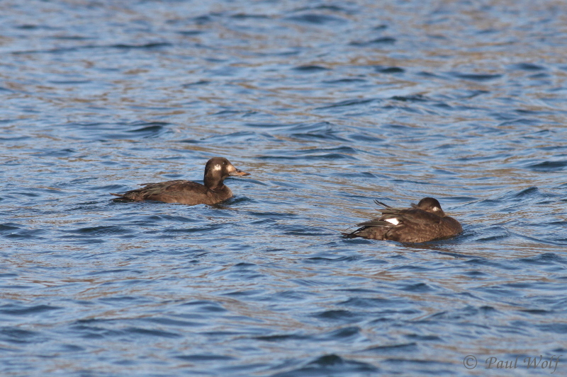 Velvet Scoter - Melanitta fusca