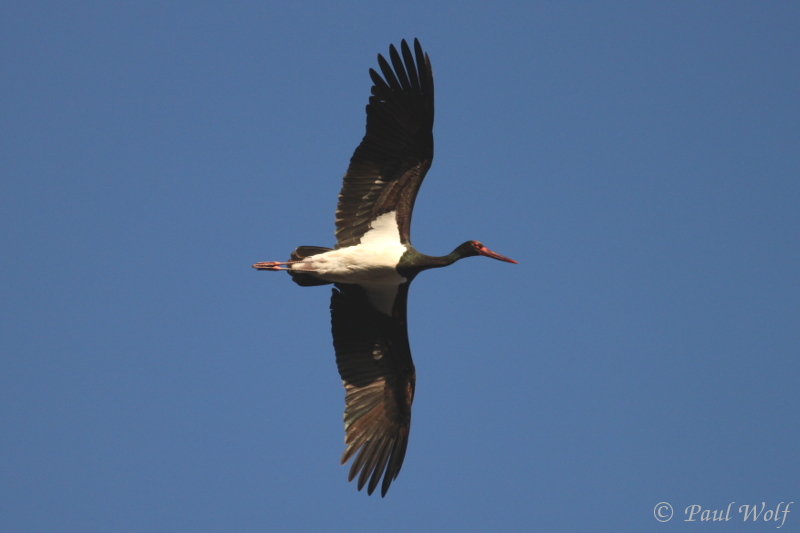 Black Stork - Ciconia nigra