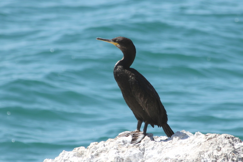 European Shag - Phalacrocorax aristotelis