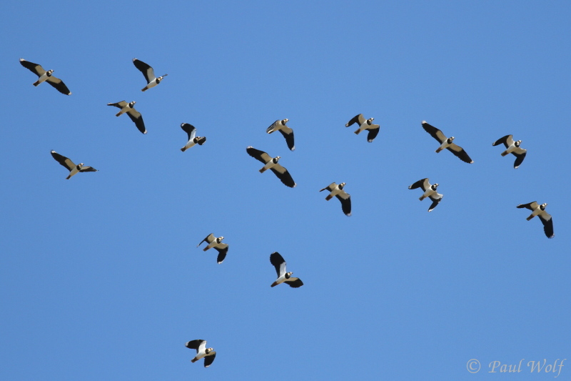 Northern Lapwing - Vanellus vanellus
