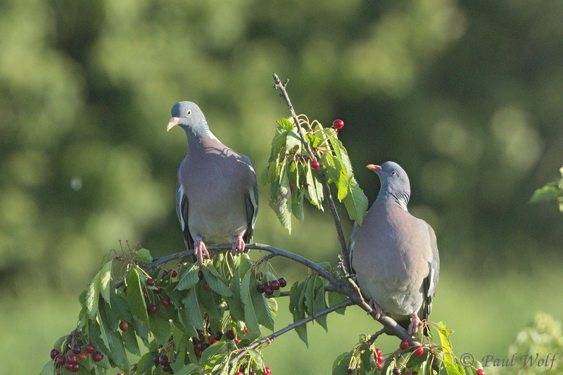 Common Wood Pigeon - Columba palumbus