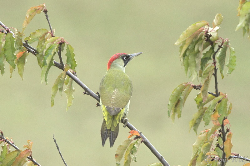 European Green Woodpecker - Picus viridis