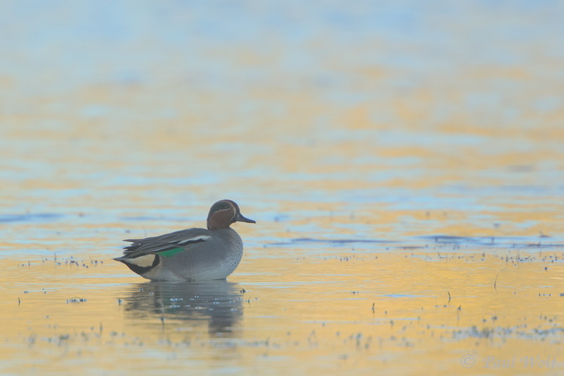 Eurasian Teal - Anas crecca
