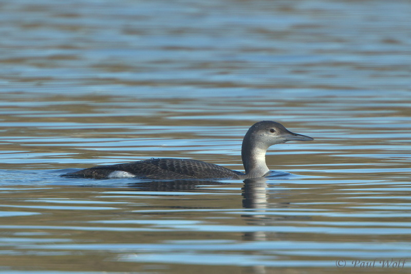 Black-throated Diver - Gavia arctica