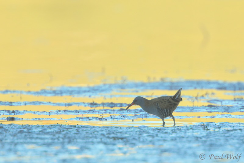 Water Rail - Rallus aquaticus