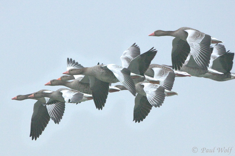 Greylag Goose - Anser anser