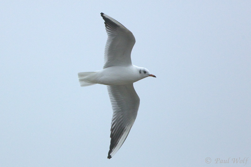 Black-headed Gull - Chroicocephalus ridibundus