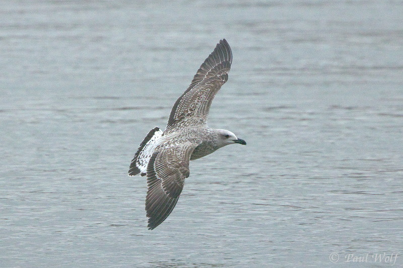 Yellow-legged Gull - Larus michahellis
