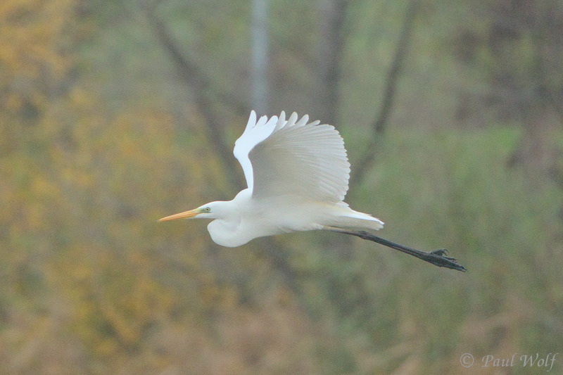Great Egret - Ardea alba