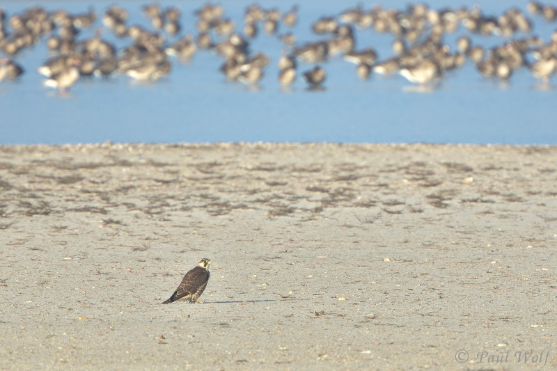 Peregrine Falcon - Falco peregrinus