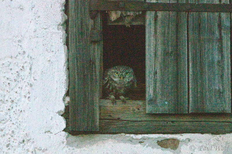 Little Owl - Athene noctua