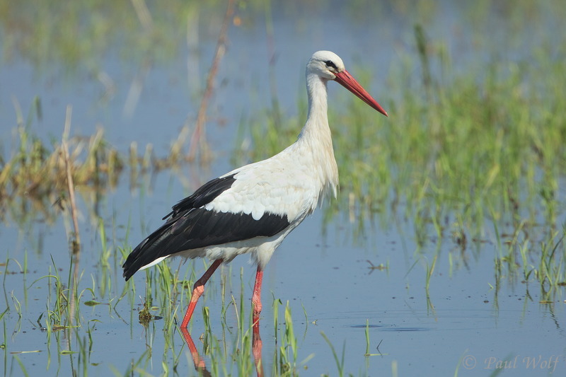 White Stork - Ciconia ciconia