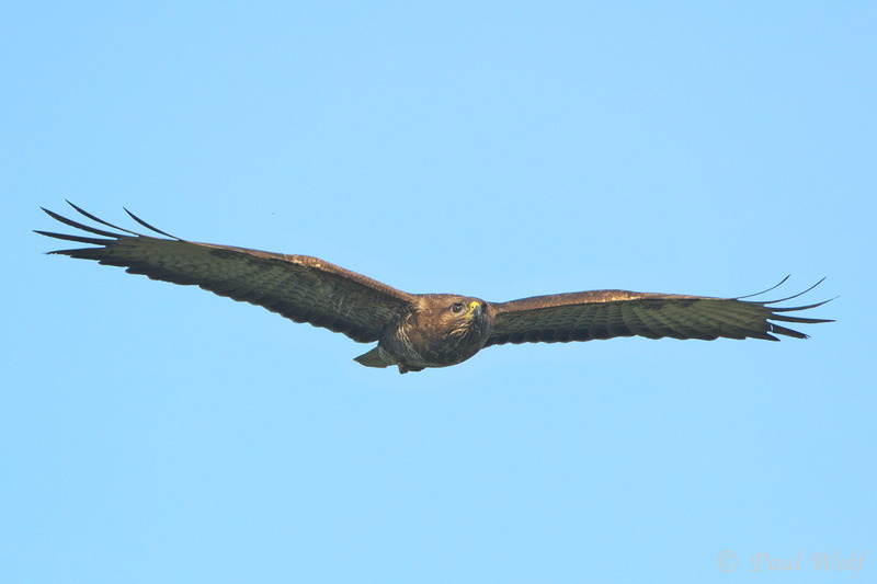 Common Buzzard - Buteo buteo