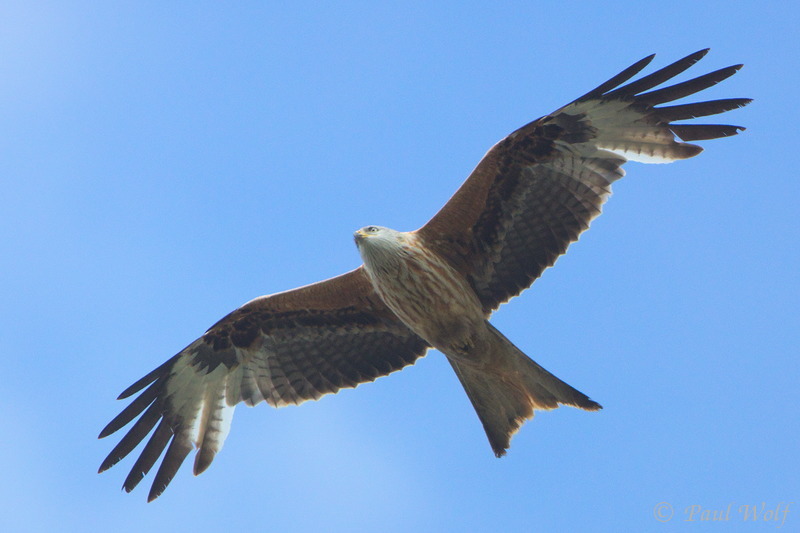 Red Kite - Milvus milvus