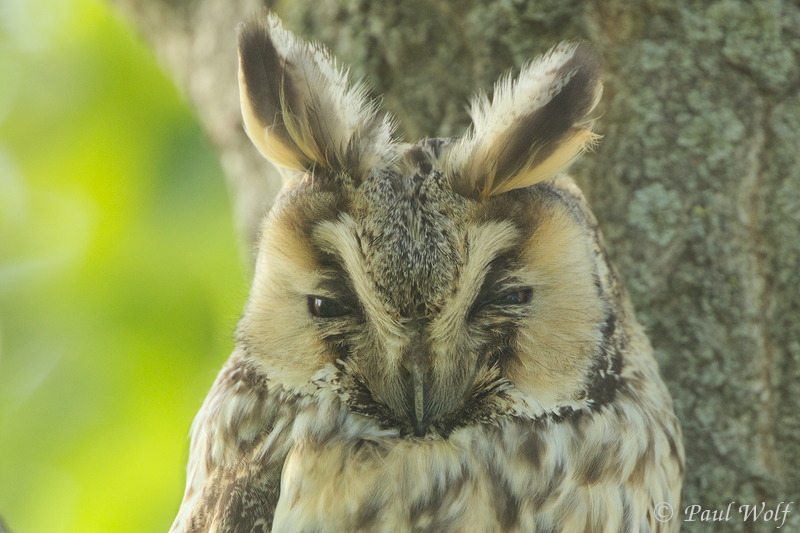 Long-eared Owl - Asio otus