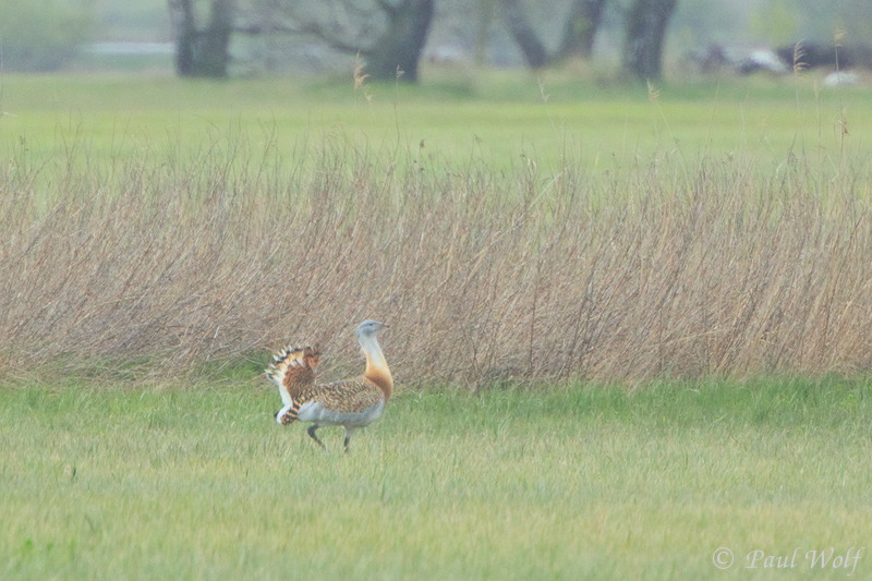 Great Bustard - Otis tarda