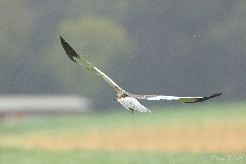 Western Marsh Harrier - Circus aeruginosus