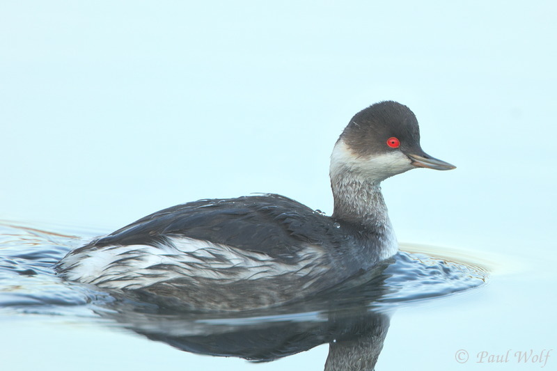 Black-necked Grebe - Podiceps nigricollis