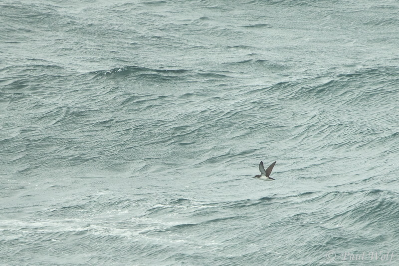 Manx Shearwater - Puffinus puffinus