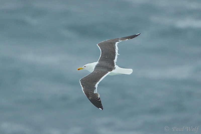 Lesser Black-backed Gull - Larus fuscus
