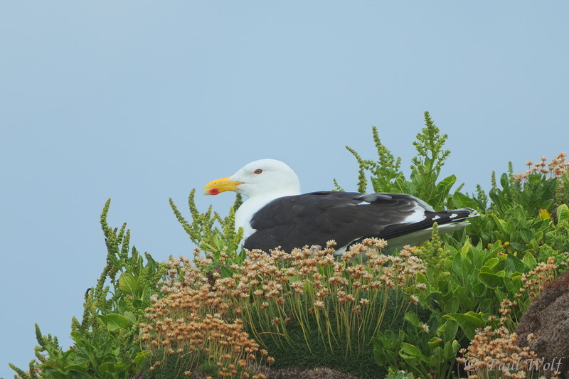 Great Black-backed Gull - Larus marinus