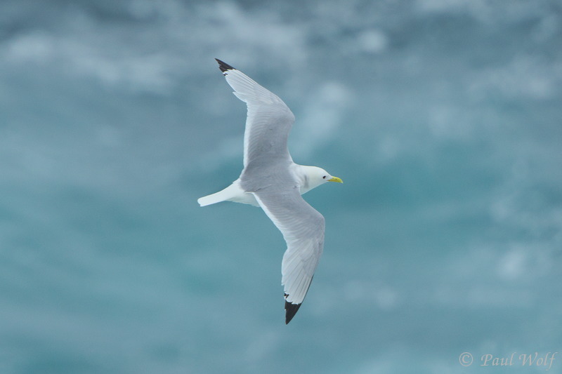 Black-legged Kittiwake - Rissa tridactyla