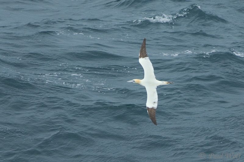 Northern Gannet - Morus bassanus