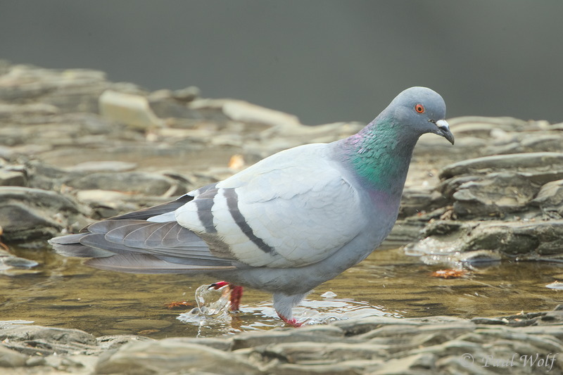Rock Dove - Columba livia