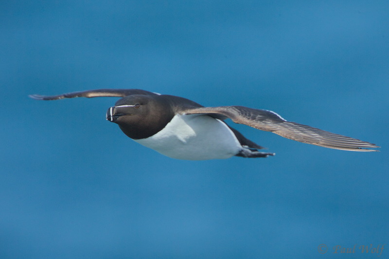 Razorbill - Alca torda
